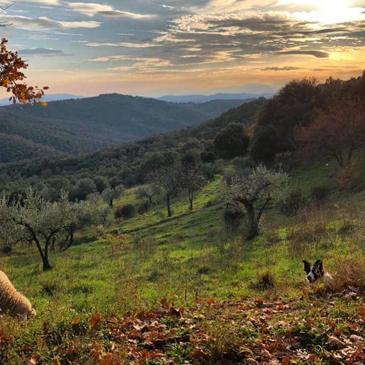 Nocini Di Maremma Villa Tatti Eksteriør billede